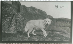 Image of Dog resembling wolf